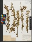 Foto von Salix triandra subsp. triandra L.